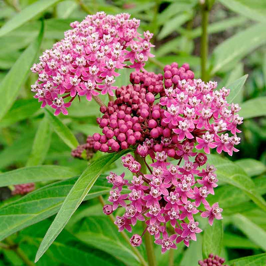 Close-up of vibrant pink swamp milkweed flowers with green foliage against a soft-focus background. | copyright: Floramedia UK Ltd