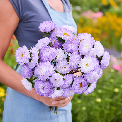 Person holding a bouquet of china aster duchesse blue white flowers in a garden setting