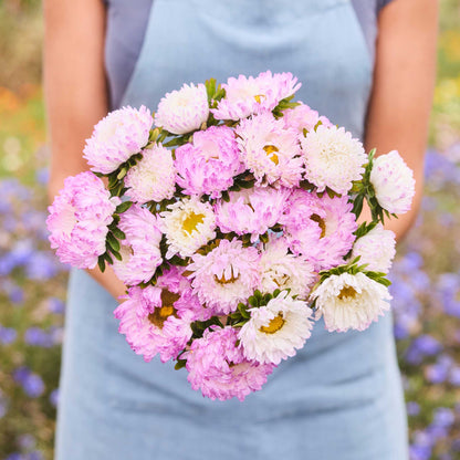 Person holding a bouquet of china aster duchesse rose white flowers in a garden setting
