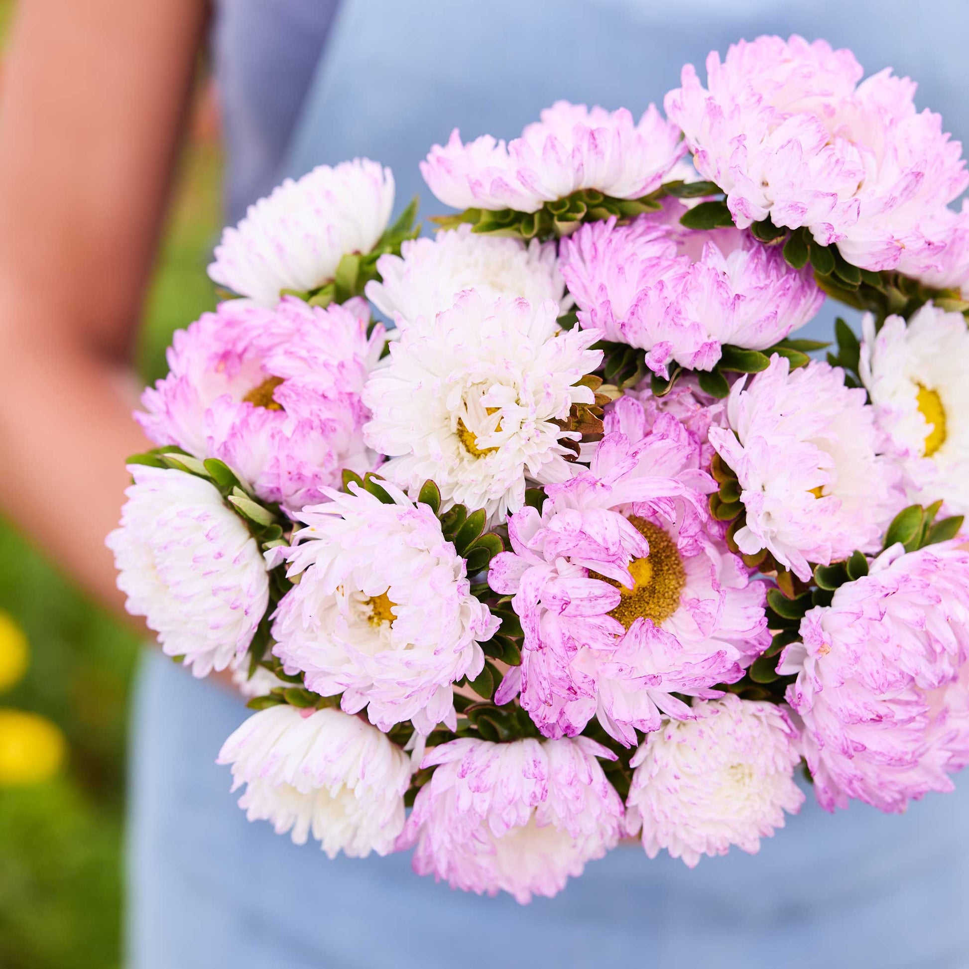 Close up ofa person holding a bouquet of china aster duchesse rose white flowers in a garden setting