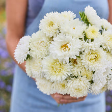 Close up of a person holding a bouquet of china aster duchesse rose white flowers in a garden setting