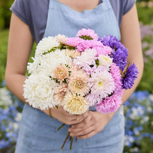 Person holding a bouquet of china aster king size mixed flowers in a garden setting