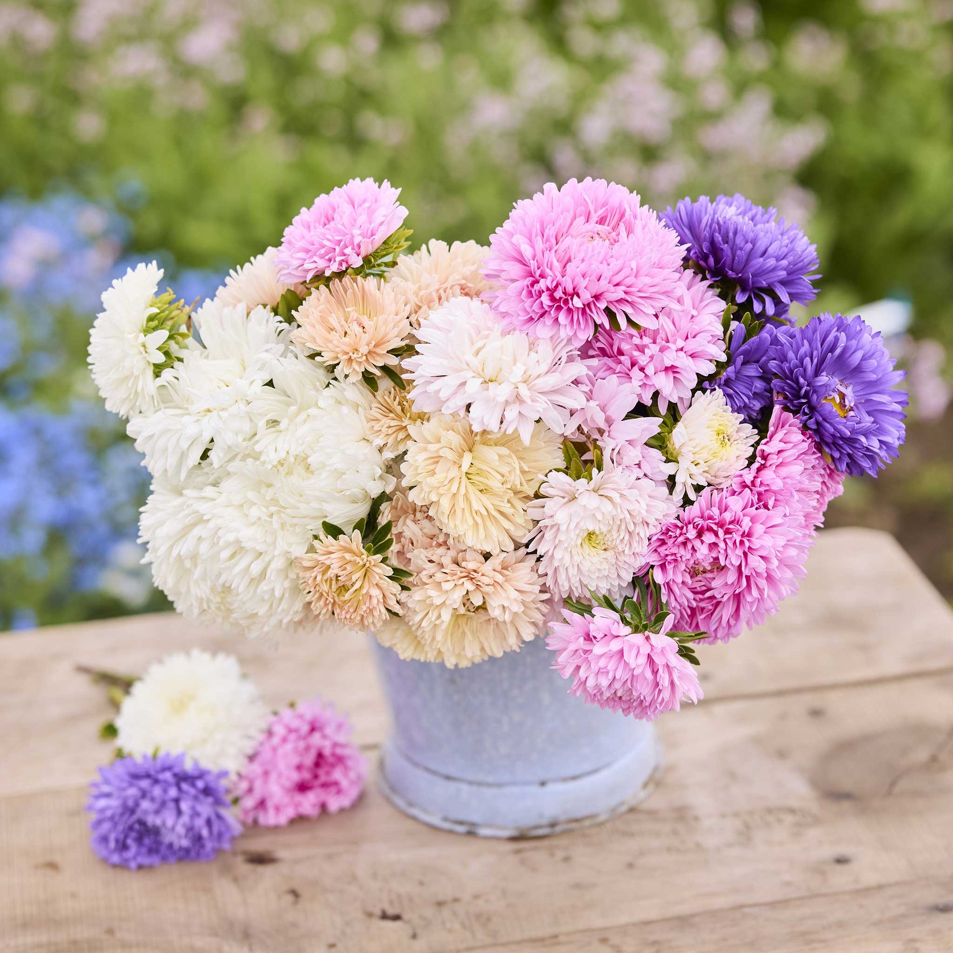 A bouquet of china aster king size apricot in a metal vase sitting on a wooden table in a garden setting.