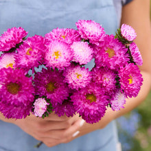 Person holding a bouquet of china aster matsumoto pink tipped white flowers with a blurred green background