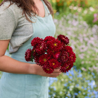 Person holding a bouquet of china aster matsumoto scarlet flowers in a garden setting