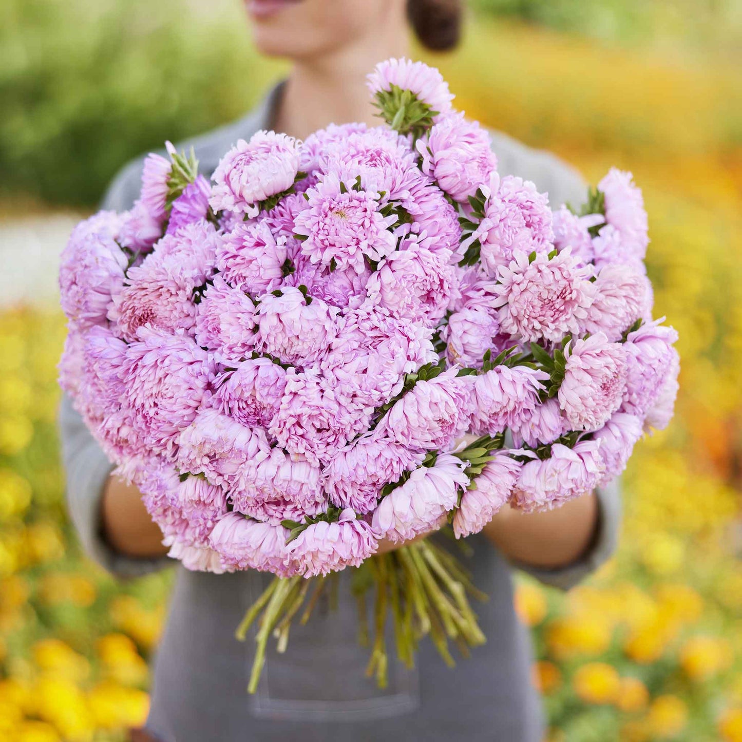 A cluster of fully bloomed aster coral rose flowers with layered petals in shades of pink.