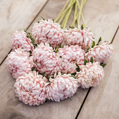 Close-up of aster duchess apricot with delicate, layered petals in a soft apricot hue.
