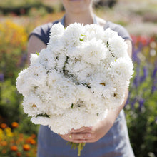 Aster duchess white with yellow centers bloom against a lush green background.