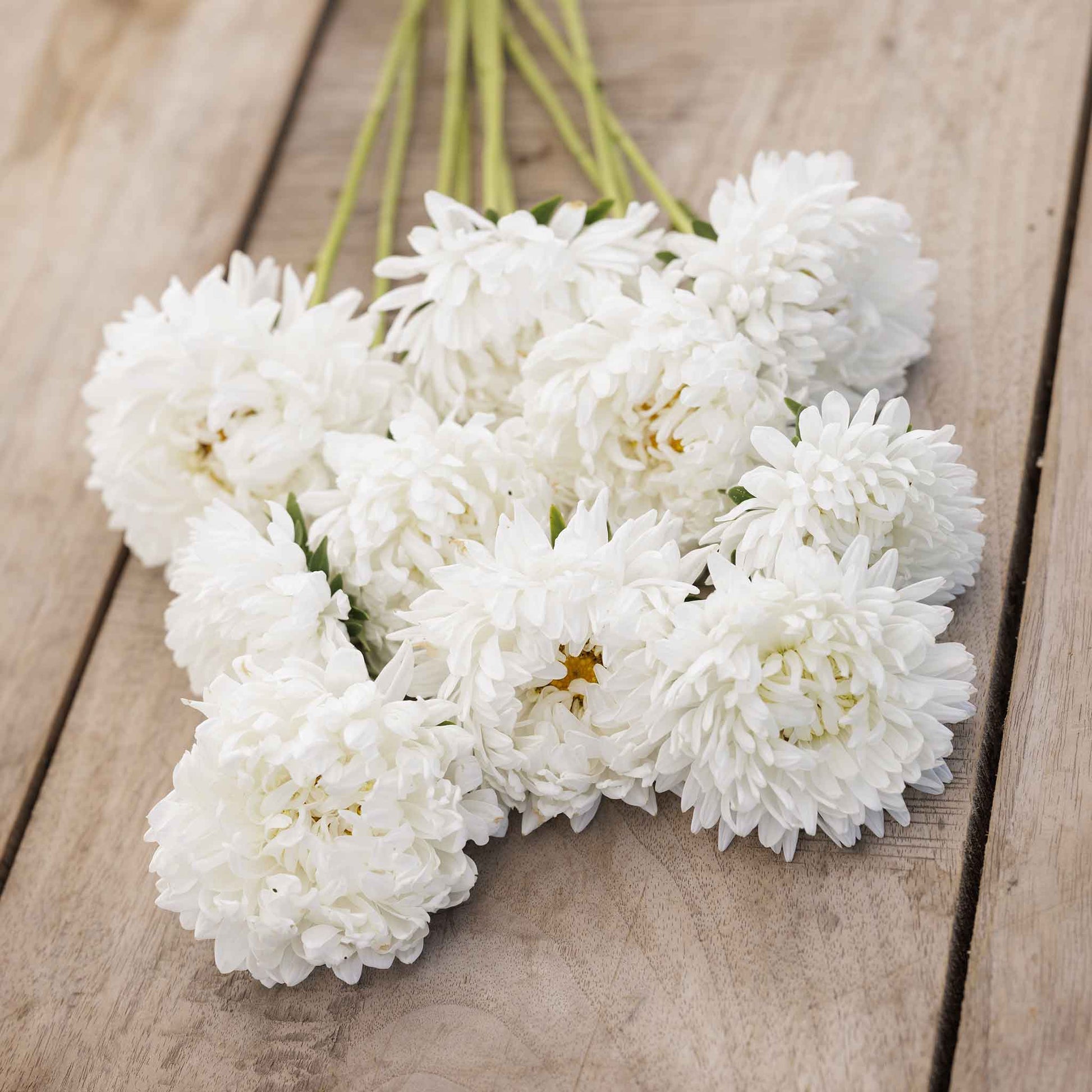 A aster duchess white bloom with dense petals and a yellow center.
