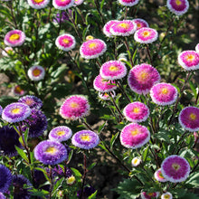 Vibrant Hi-No-Maru asters with deep pink and purple petals and a bright yellow center.