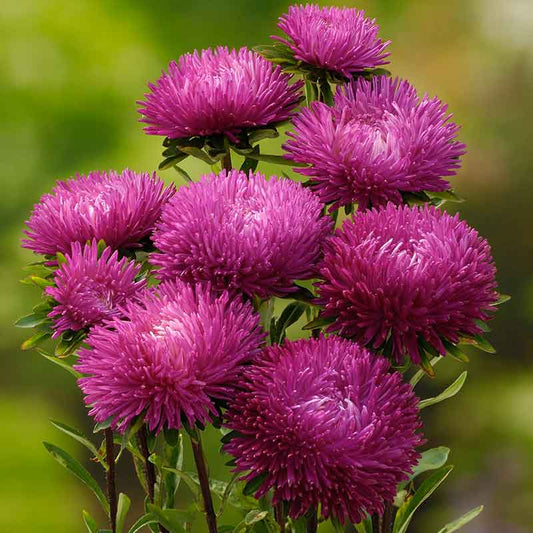 A close-up of a pink aster jewelaster rose flower with many delicate petals on a blurred background | copyright: Floramedia UK Ltd