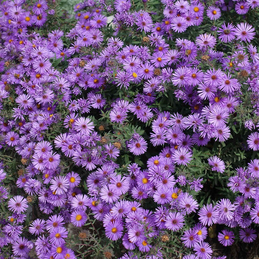 Purple New England Aster flowers with green foliage, in a field under a clear sky.
