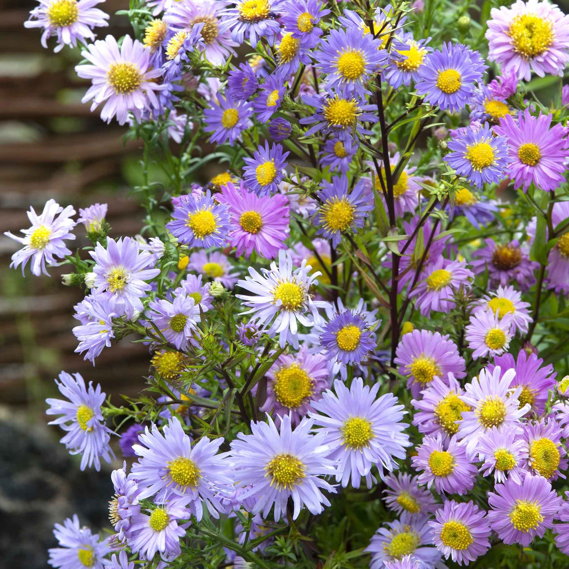 Three pink, purple, and white aster new hybrids mix flowers bloom against a soft green background.