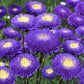 A close-up shot of blue and white pompon aster flowers in full bloom.