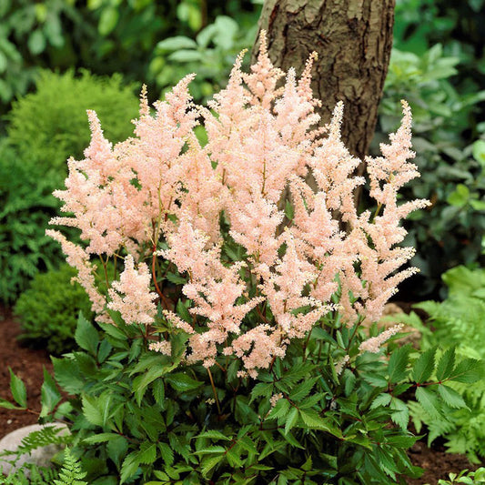 A close up of Astilbe peach blossom flowers with feathery plumes against a green background.