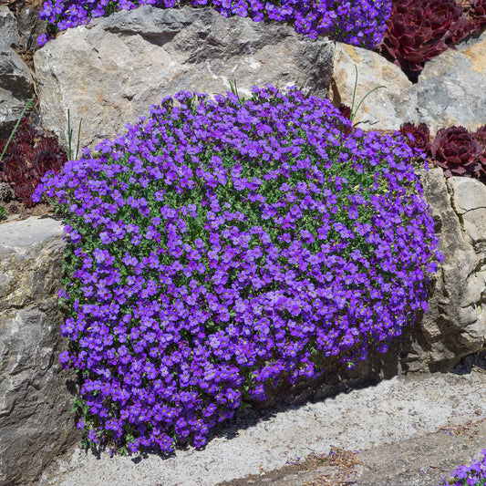 Close-up of small purple aubrieta whitewell gem flowers with yellow centers, blooming in a cluster.
