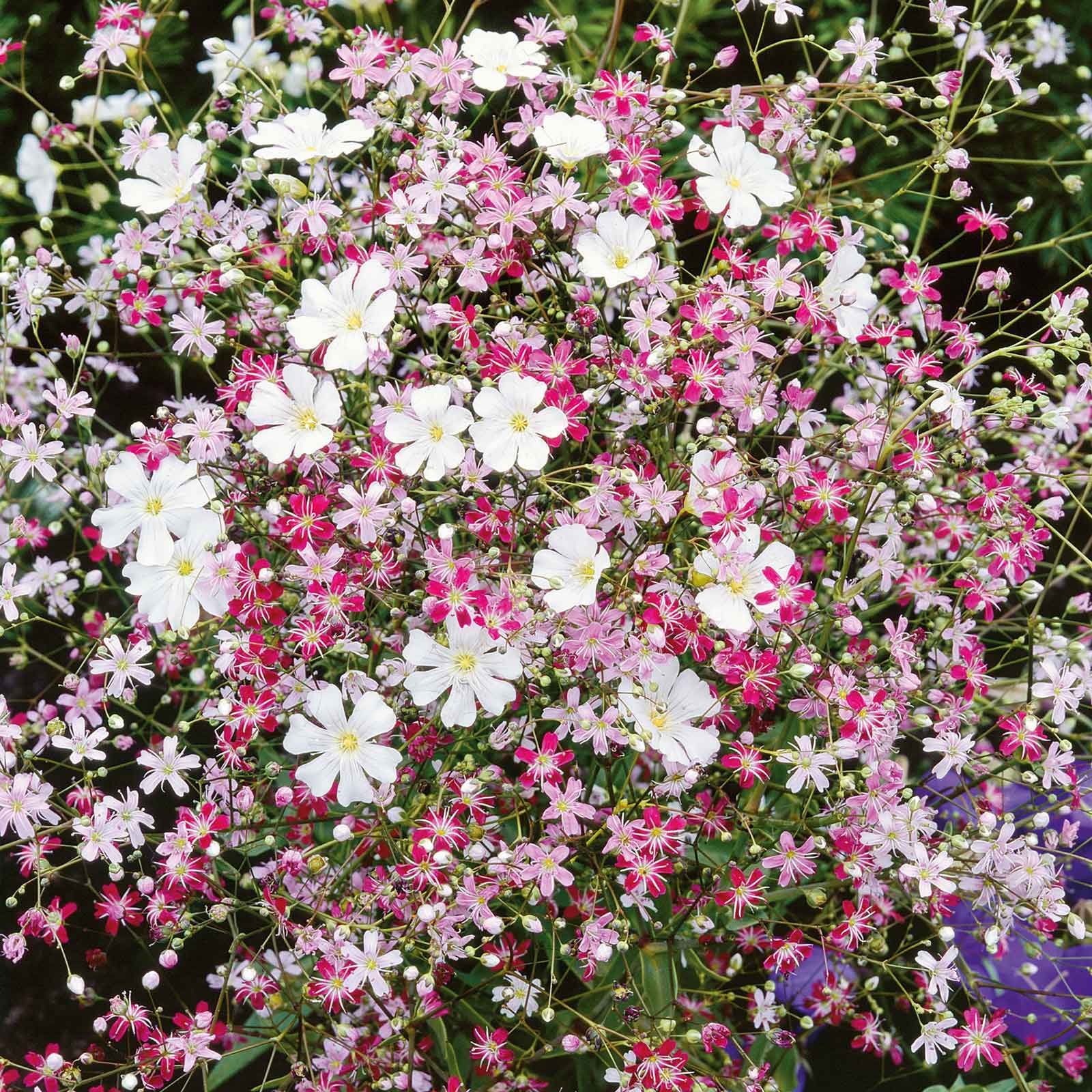 A vibrant mix of pink and white baby's breath flowers in full bloom.