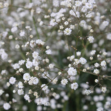 A close-up of tiny, white perennial baby's breath flowers clustered against a green background.