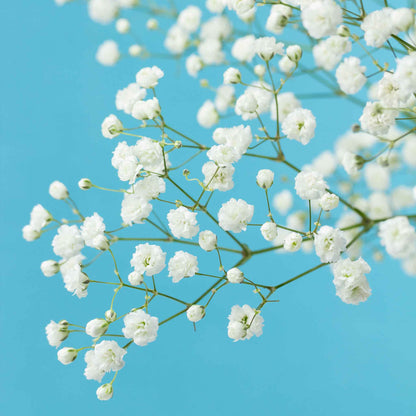 A close-up view of delicate white Baby's Breath snowflake flowers against a soft, blue background.