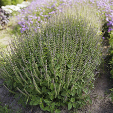 Close-up of a blooming blue spice basil plant with spikes of flowers and green leaves.
