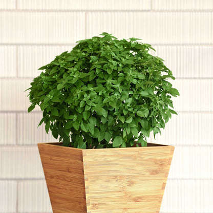 Basil kitchen minis bonsai growing in a square wooden pot against a neutral background.