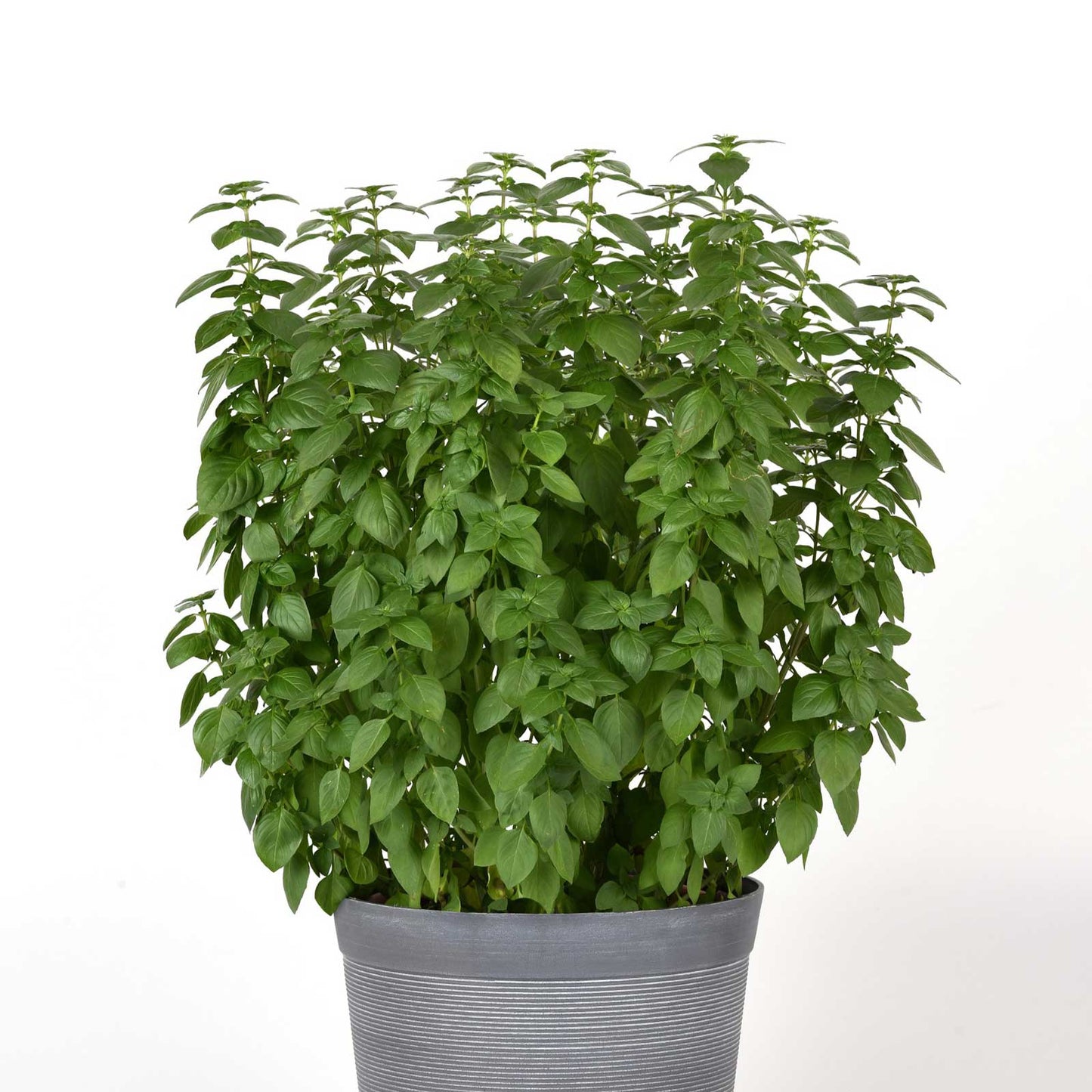 Basil everleaf lemon growing in a gray pot against a white background