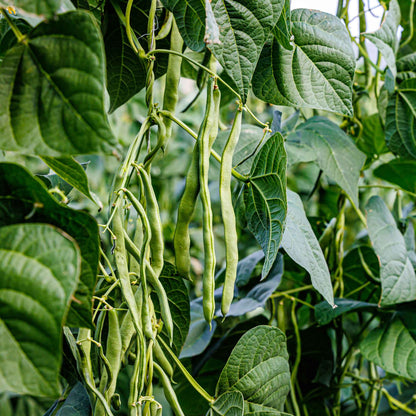 A close-up of light green Kentucky Wonder 125 bean pods clustered together on the plant.