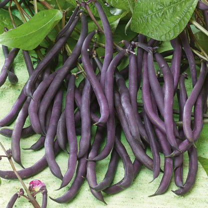 Close-up of vibrant purple Royal Burgundy bush beans with green foliage.