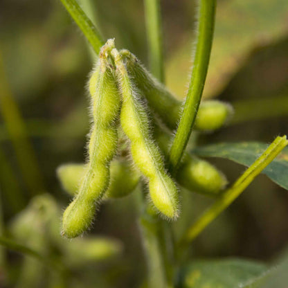 A close-up shot of several bright green, fuzzy edamame pods on the stem.