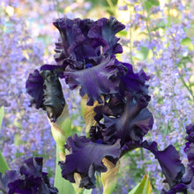 Close-up of a dark purple all night long bearded iris flower with a blurred background