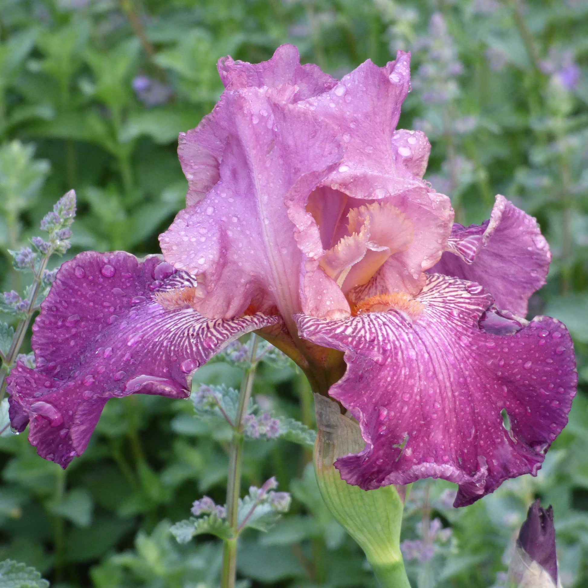 Pink and rose bearded iris autumn rose in bloom with a blurred garden background.