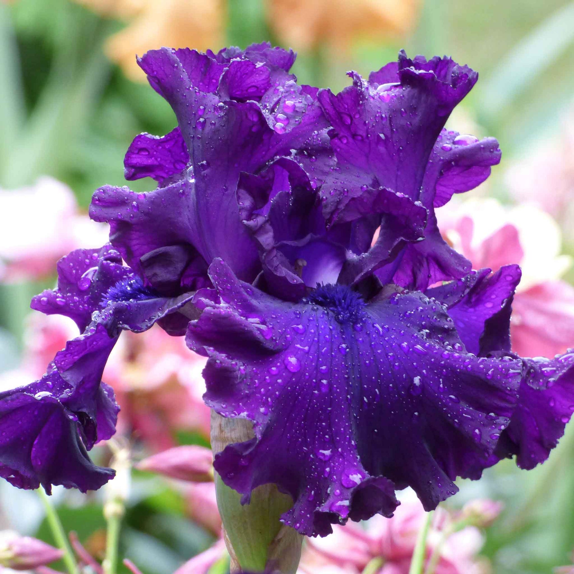 A close-up shot of a single Berry Fulfilling Bearded Iris flower, showcasing its vibrant purple color.