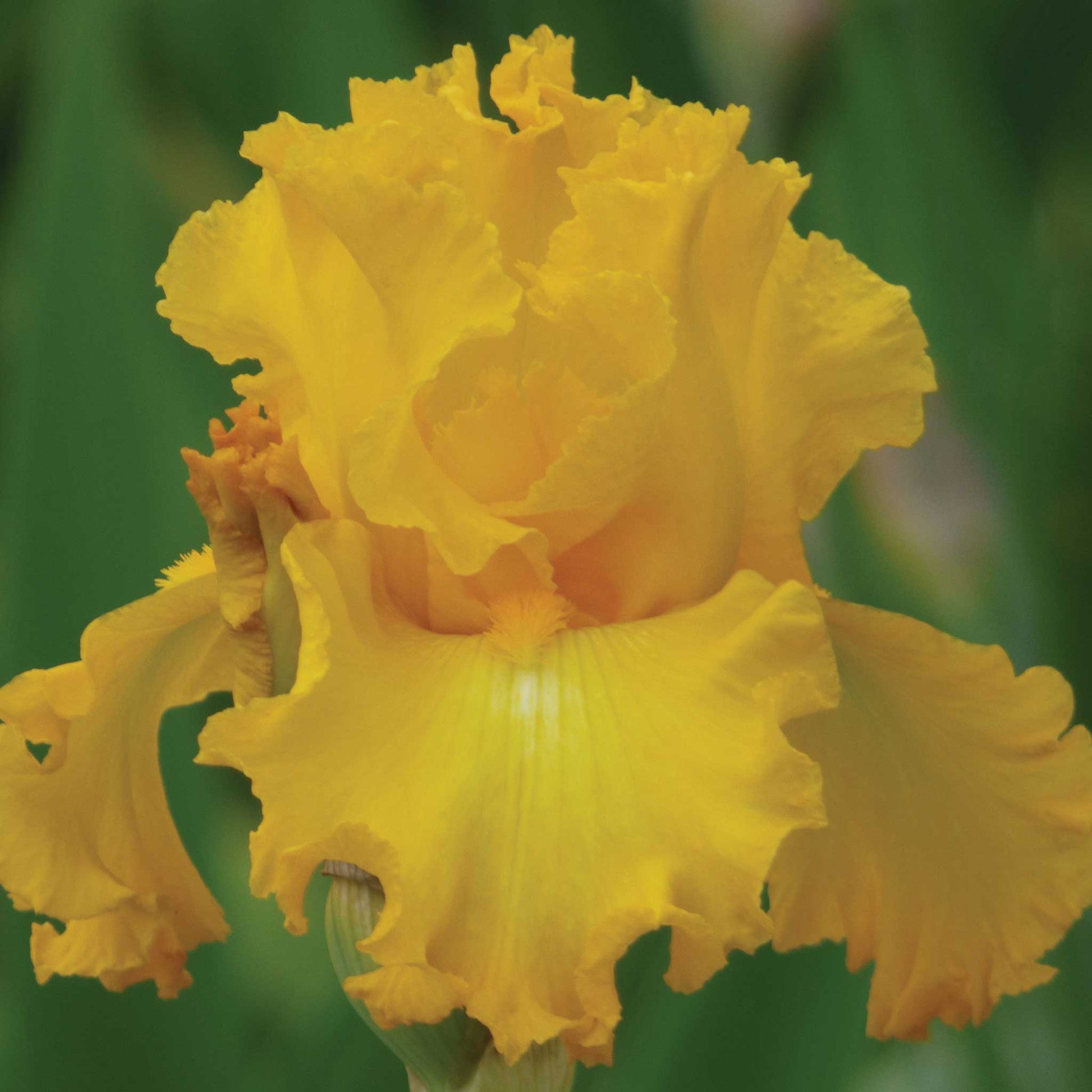 Close up of a yellow big as a moon bearded iris in a garden setting
