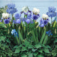 Purple and blue bearded iris blue mix close-up against a blurred green background.