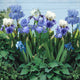 Re-Blooming Bearded Iris Bulbs - Blue Mix