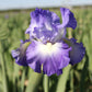 Purple and blue bearded iris city lights in bloom in a sunny garden setting.