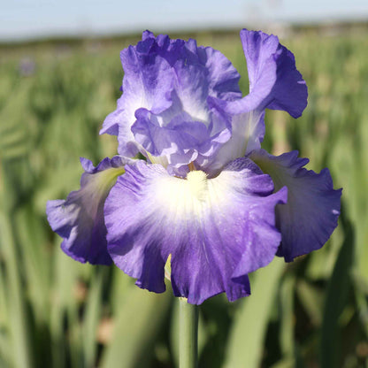 Purple and blue bearded iris city lights in bloom in a sunny garden setting.