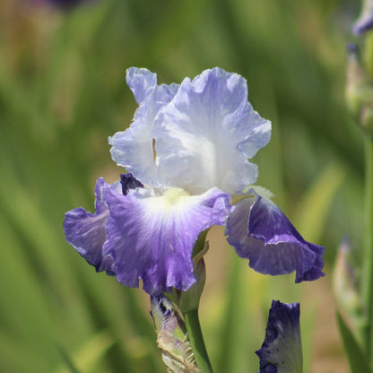 Close-up of a purple and white bearded iris clarence flower with a blurred green background