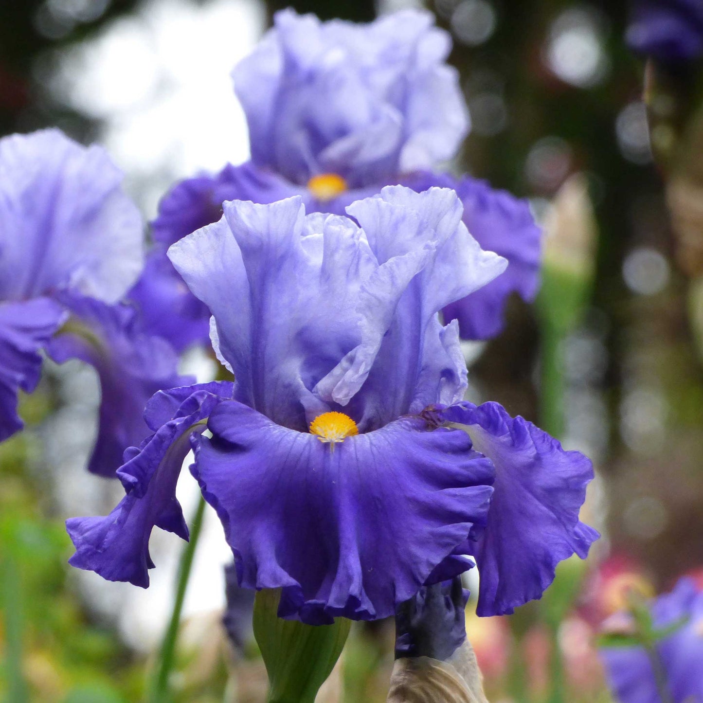 Blue-purple bearded iris cubs win it with a yellow beard against a blurred background.