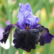 Close-up of a dark purple and light blue dangerous mood bearded iris flower with a blurred background