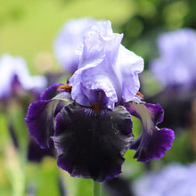 Close-up of a dark purple and light blue dangerous mood bearded iris flower with a blurred background