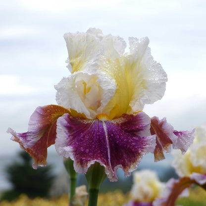 Close-up of a purple, white, and yellow dawn eternal bearded iris flower with a blurred background