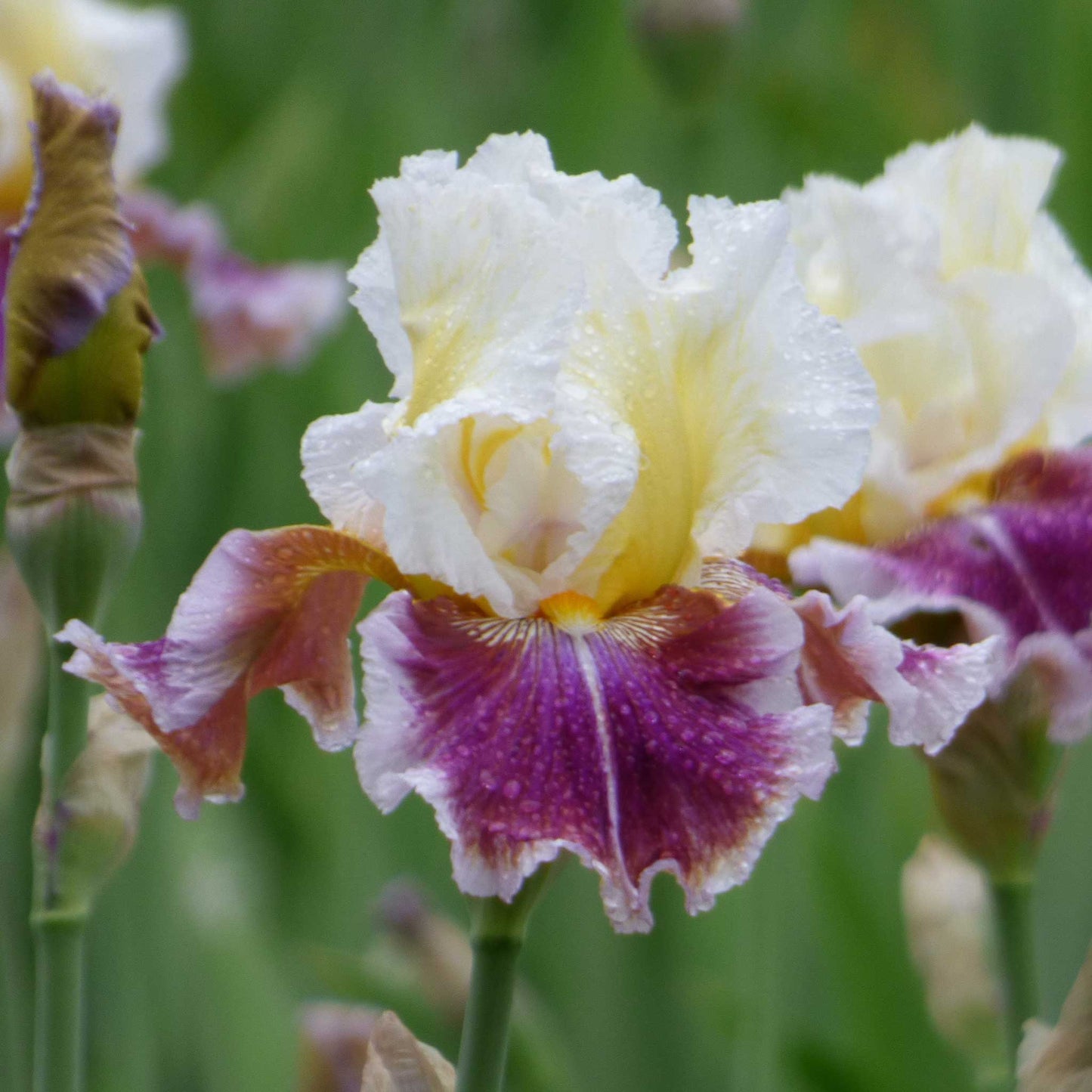 Close-up of a purple, white, and yellow dawn eternal bearded iris flower with a blurred background