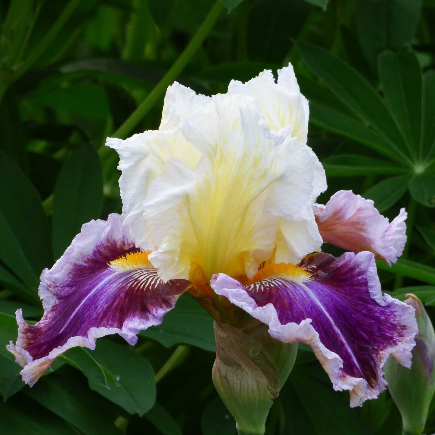 Close-up of a purple, white, and yellow dawn eternal bearded iris flower with a blurred background