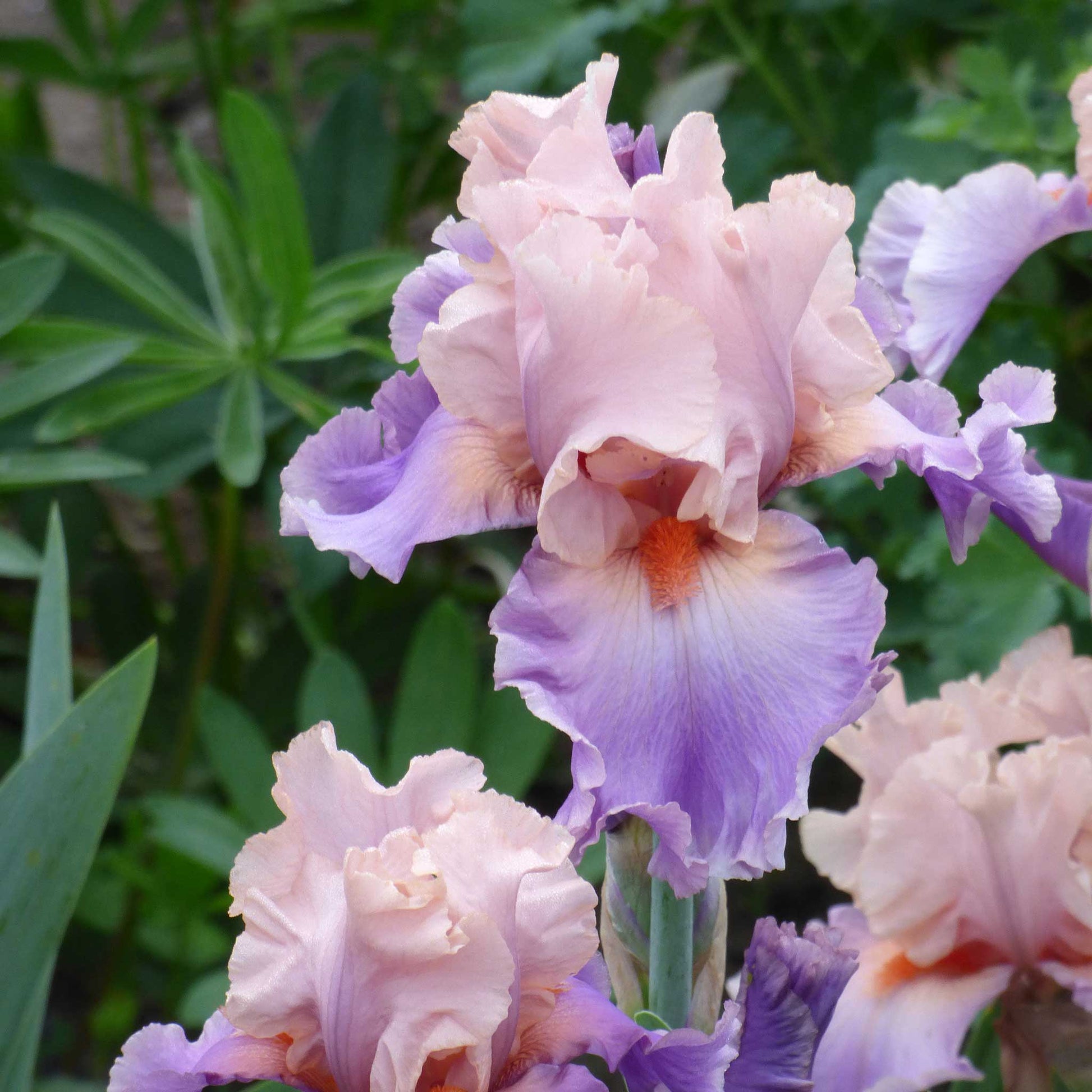 Close-up of a pink and purple discovered treasure bearded iris flower with a blurred background