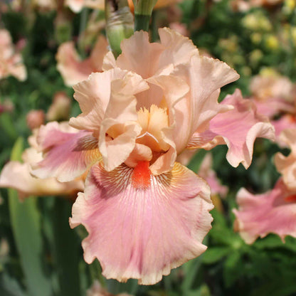 Bearded iris entitled in soft peach and apricot tones against a blurred background.