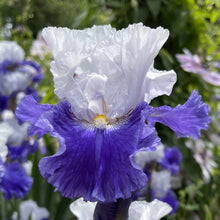 Purple bearded iris fx schreiner with ruffled petals in a lush green garden.