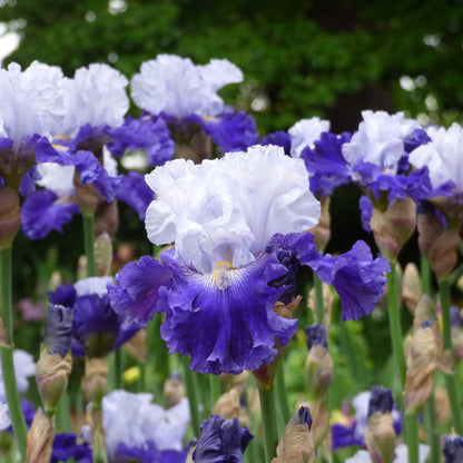 White and blue-purple bearded iris fx schreiner against a blurred green background.