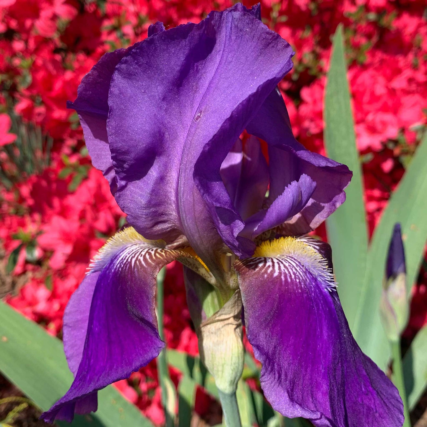 Purple bearded iris his royal highness with bright red flowers in the background.