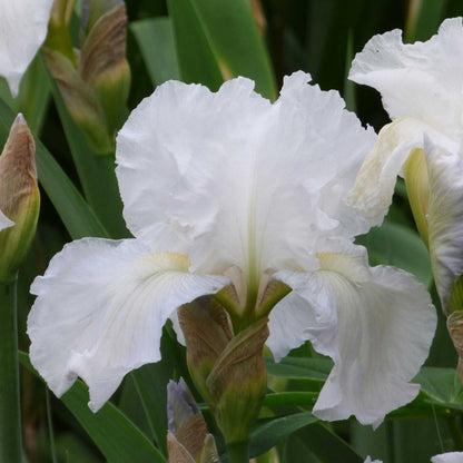 White bearded iris immortality in full bloom against a soft blurred background.